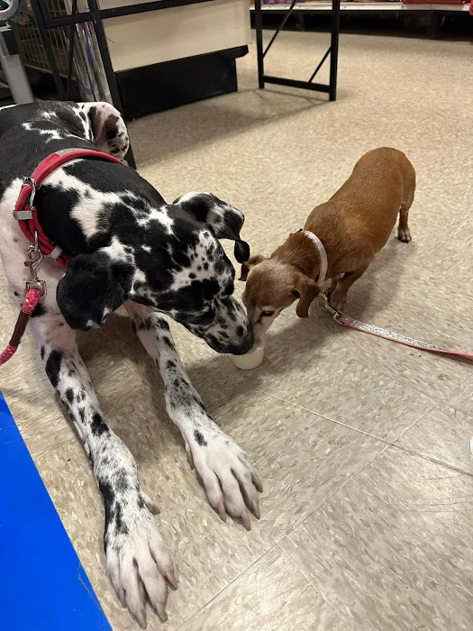 PetSmart Veterinary Services - Wesley Chapel (New Tampa) Picture 1