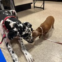 PetSmart Veterinary Services - Wesley Chapel (New Tampa) ico