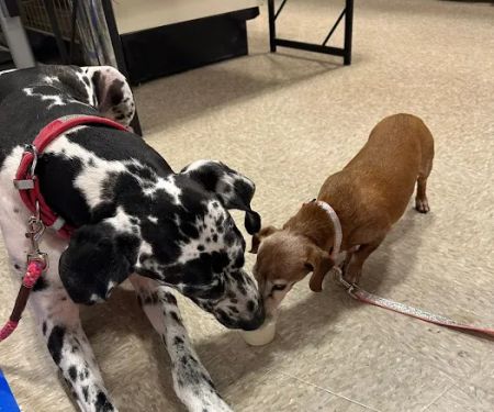 PetSmart Veterinary Services - Wesley Chapel (New Tampa)