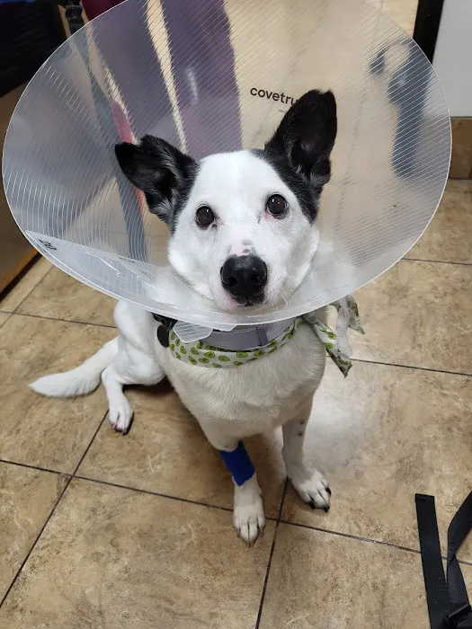 PetSmart Veterinary Services - Wesley Chapel (New Tampa) Picture 4