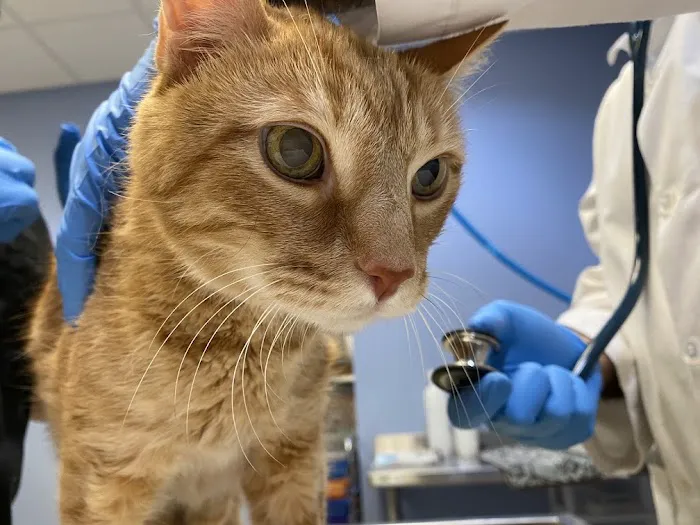 SKYLINE Animal Hospital Picture 4