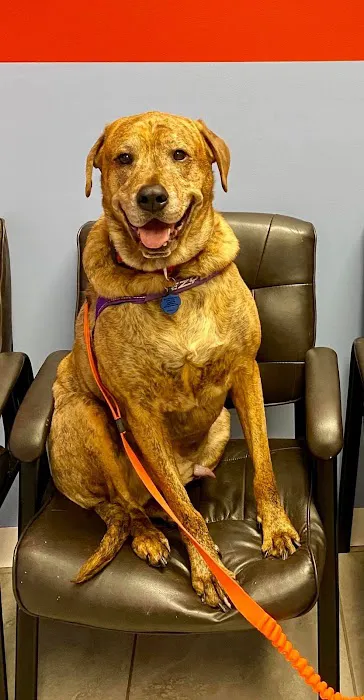 SKYLINE Animal Hospital Picture 10