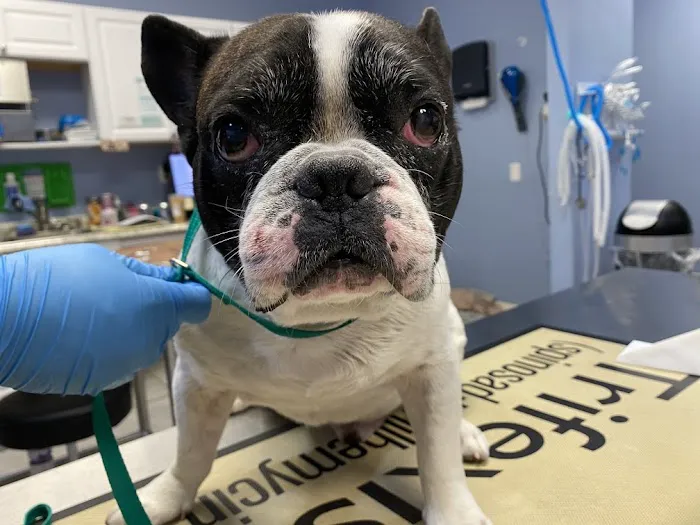 SKYLINE Animal Hospital Picture 8