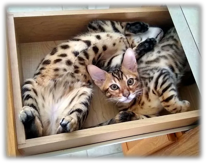 Tampa Bay Bengals Picture 5