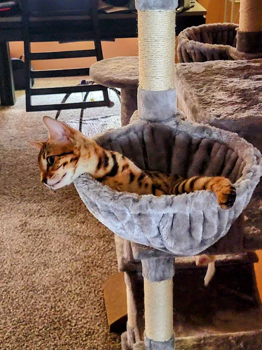 Tampa Bay Bengals Picture 4