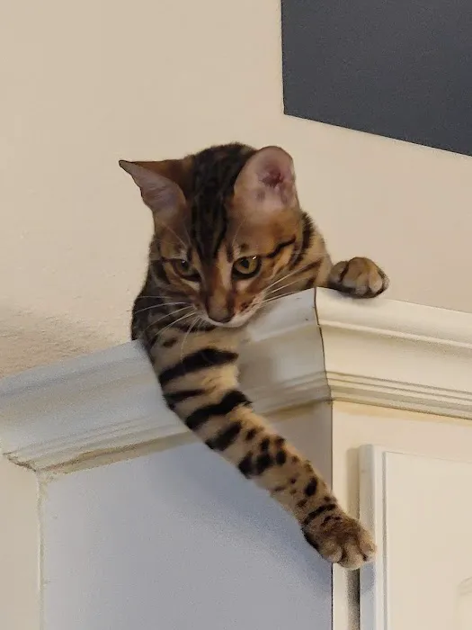 Tampa Bay Bengals Picture 1