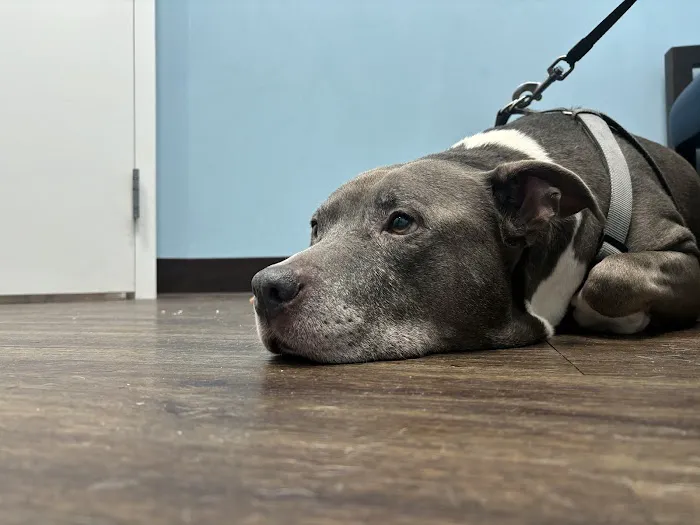 Caring Paws Animal Hospital Picture 4