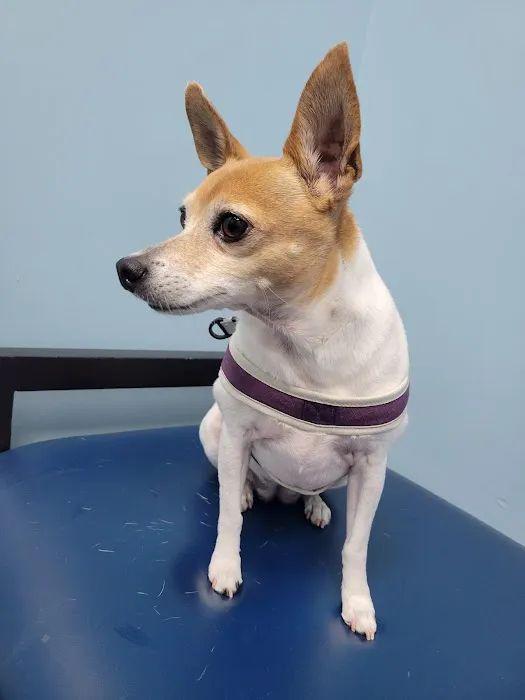 Caring Paws Animal Hospital Picture 8