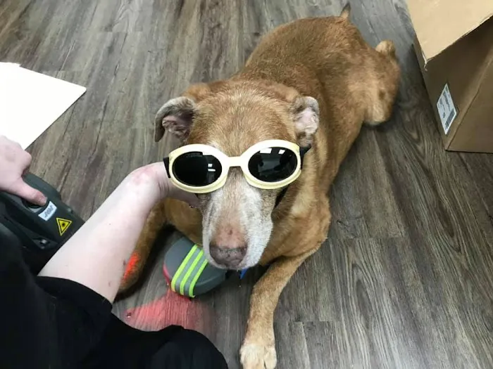 Caring Paws Animal Hospital Picture 10