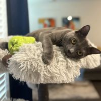 The Range Animal Hospital ico