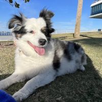 Noah's Ark Animal Hospital ico
