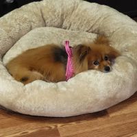 Riverview Veterinary Hospital ico