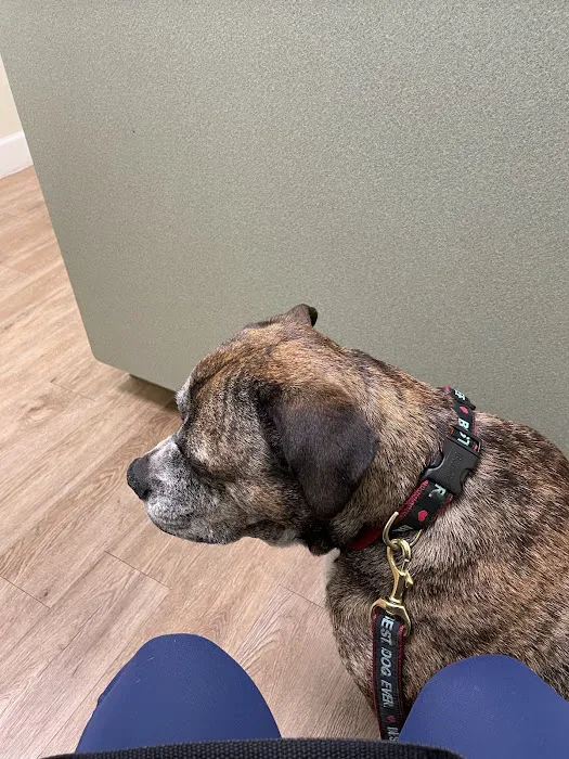 Four Paws Veterinary Hospital Picture 2