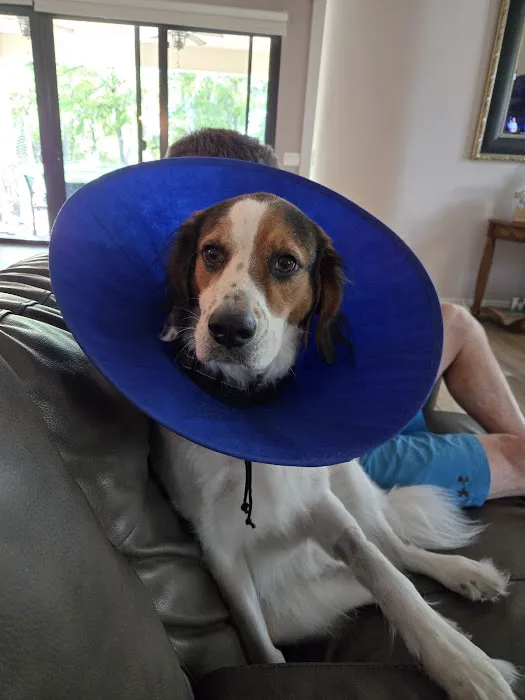 Four Paws Veterinary Hospital Picture 9