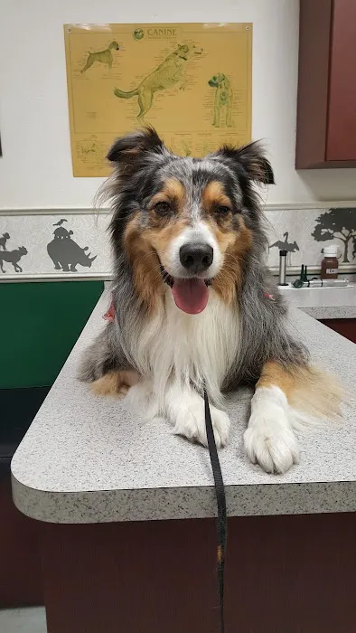 Boyette Animal Hospital Picture 3