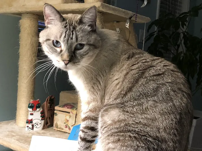 Boyette Animal Hospital Picture 4