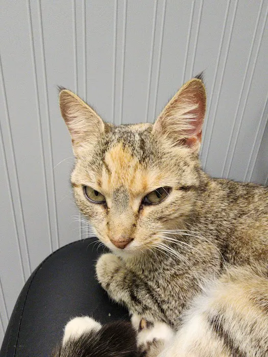 Boyette Animal Hospital Picture 6
