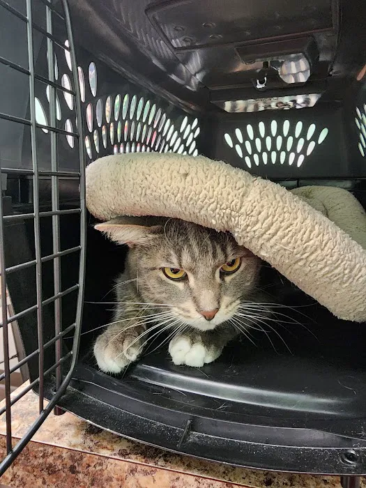 Boyette Animal Hospital Picture 9