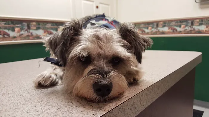 Boyette Animal Hospital Picture 8