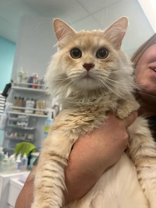 VetCheck Pet Urgent Care Center - Wesley Chapel Picture 2