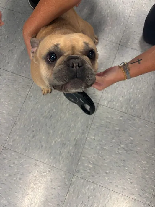 VetCheck Pet Urgent Care Center - Wesley Chapel Picture 1