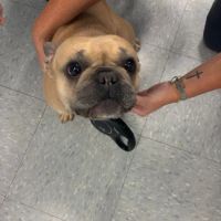 VetCheck Pet Urgent Care Center - Wesley Chapel ico