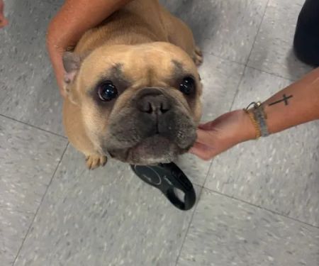 VetCheck Pet Urgent Care Center - Wesley Chapel