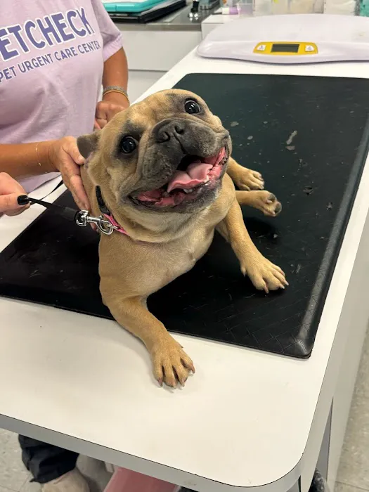 VetCheck Pet Urgent Care Center - Wesley Chapel Picture 3