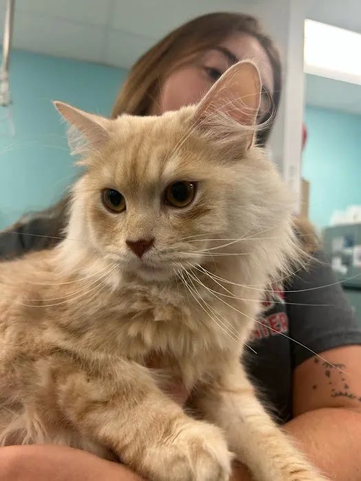 VetCheck Pet Urgent Care Center - Wesley Chapel Picture 7