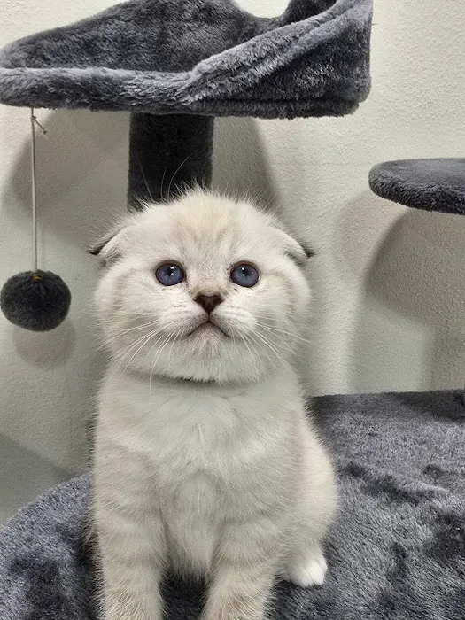 Meowcity Picture 2