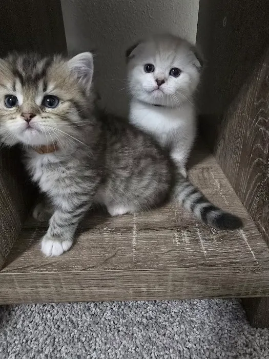 Meowcity Picture 1