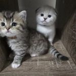 Meowcity