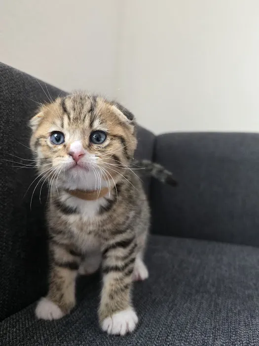 Meowcity Picture 3