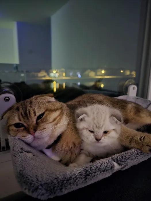 Meowcity Picture 6
