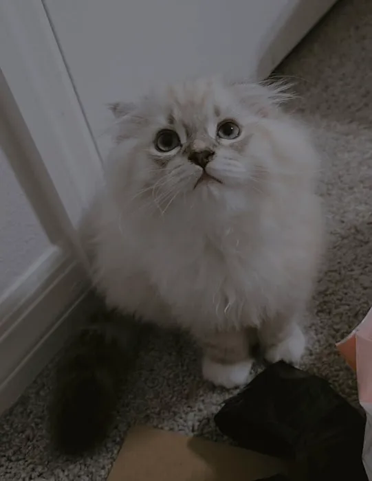 Meowcity Picture 4