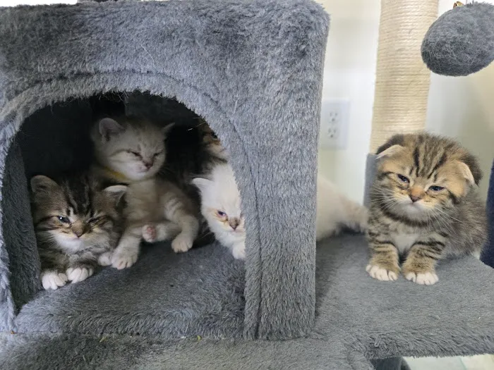 Meowcity Picture 9