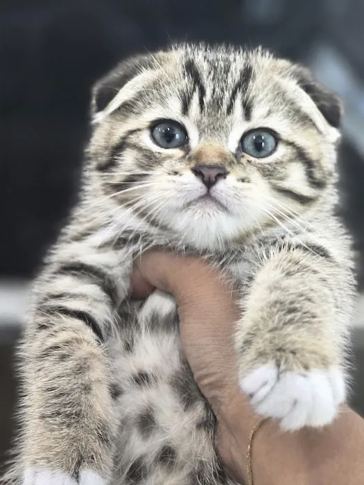 Meowcity Picture 10