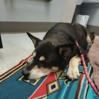 Claws & Paws Animal Hospital ico