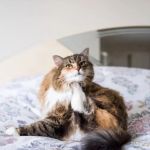 How to Recognize and Treat Skin Allergies in Cats: Expert Tips for Pet Owners