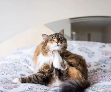 How to Recognize and Treat Skin Allergies in Cats: Expert Tips for Pet Owners