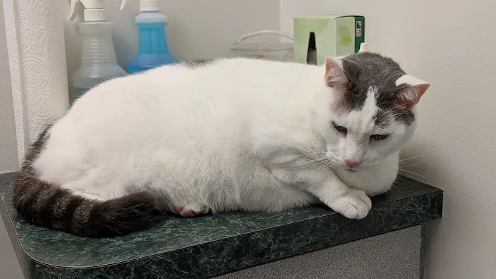 Claws & Paws Animal Hospital Picture 7
