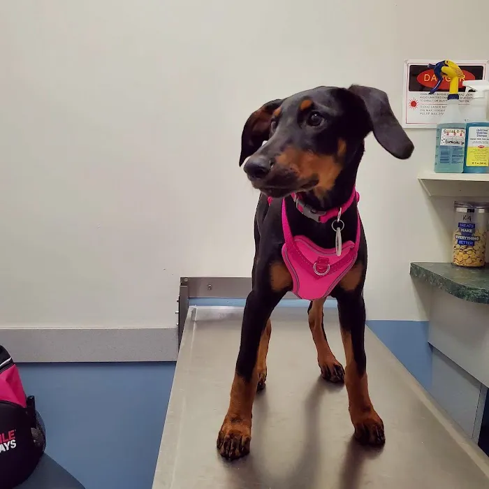 Claws & Paws Animal Hospital Picture 10