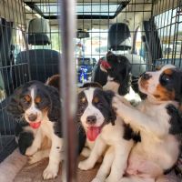 Roberts Animal Clinic ico