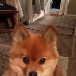 Zephyrhills Veterinary Clinic