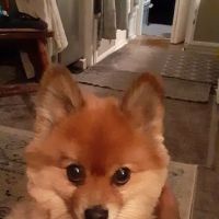 Zephyrhills Veterinary Clinic ico