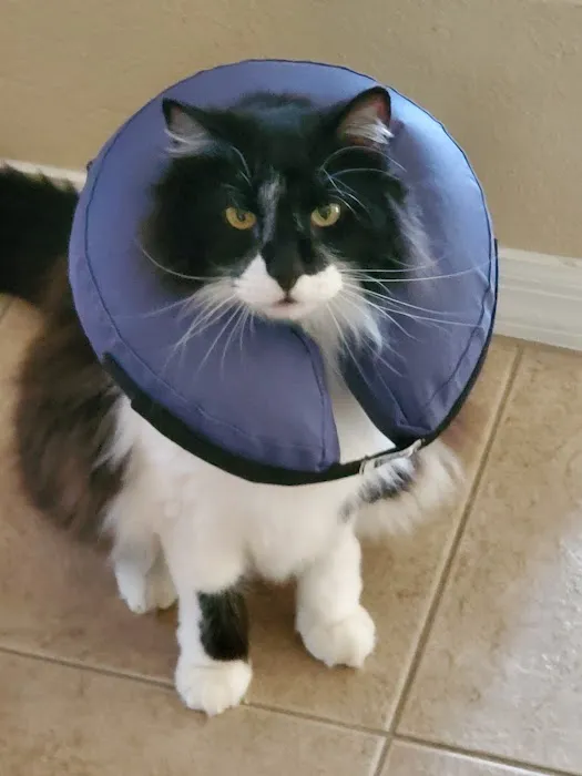 Zephyrhills Veterinary Clinic Picture 6