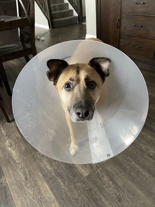 Mission Animal Hospital Picture 5