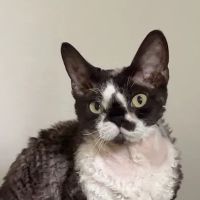 Allied Veterinary Emergency & Referral ico