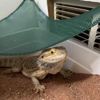 Bush Lake Pet Hospital ico