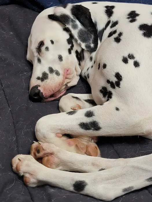Flying Cloud Animal Hospital Picture 4